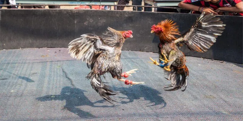 Hãy chú ý bảng kèo để tăng khả năng ăn cược đá gà chọi